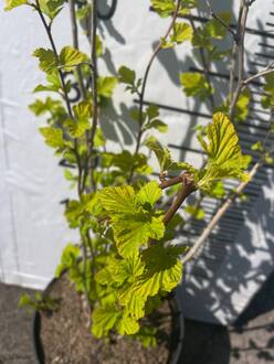 Пузыреплодник калинолистный Дартс Голд (Darts Gold)