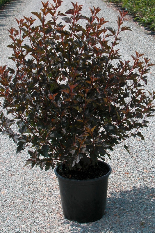 Пузыреплодник калинолистный Саммер Вайн (Summer Wine)