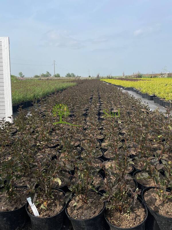 Пузыреплодник калинолистный Саммер Вайн (Summer Wine)