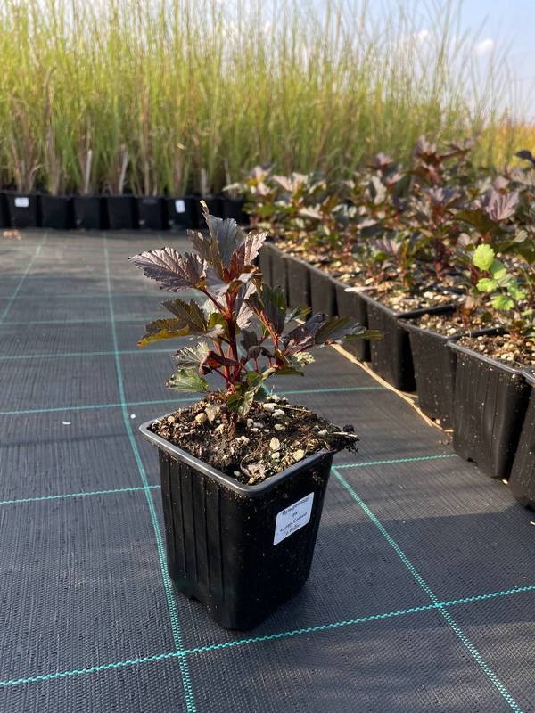 Пузыреплодник калинолистный Саммер Вайн (Summer Wine)