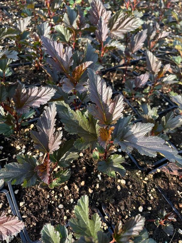 Пузыреплодник калинолистный Саммер Вайн (Summer Wine)