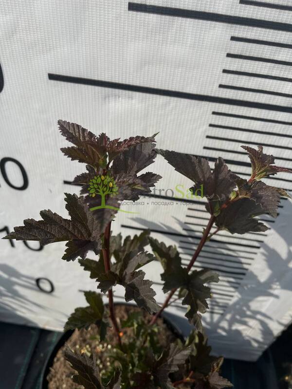 Пузыреплодник калинолистный Саммер Вайн (Summer Wine)