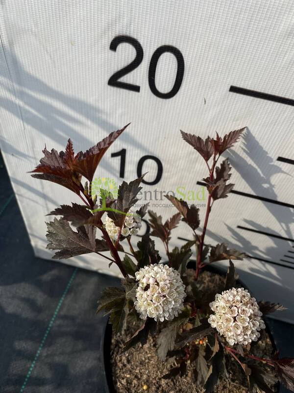 Пузыреплодник калинолистный Саммер Вайн (Summer Wine)