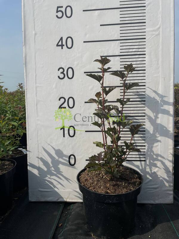 Пузыреплодник калинолистный Саммер Вайн (Summer Wine)