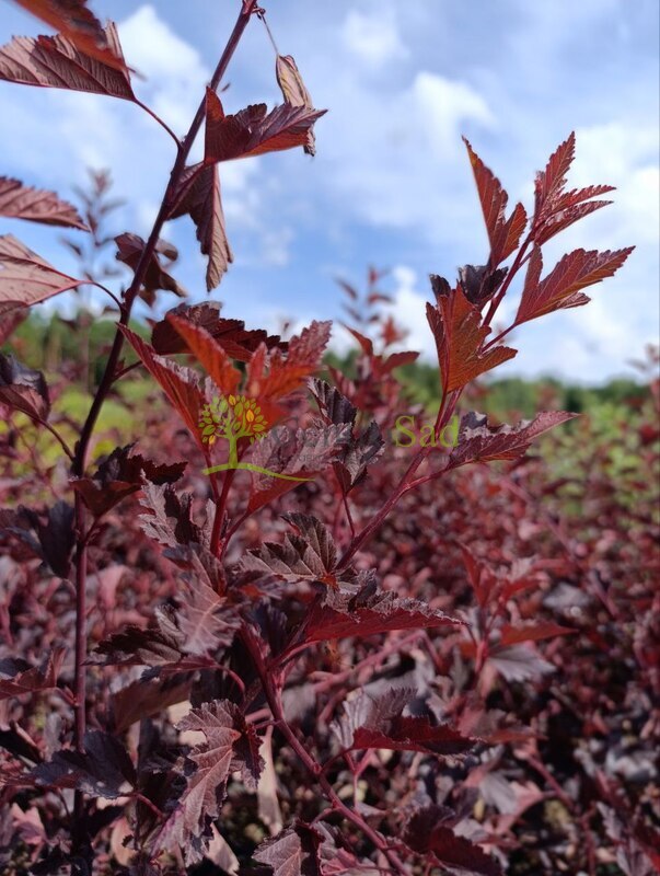 Пузыреплодник калинолистный Саммер Вайн (Summer Wine)