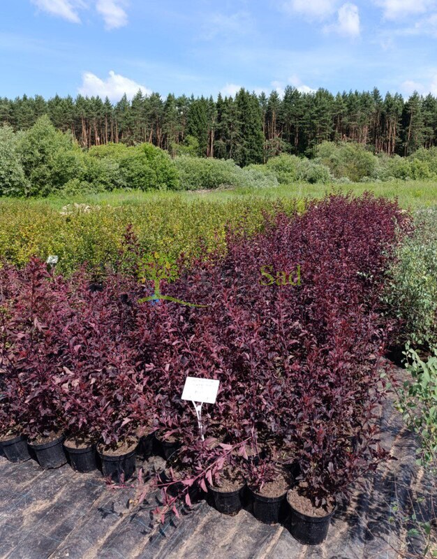 Пузыреплодник калинолистный Саммер Вайн (Summer Wine)