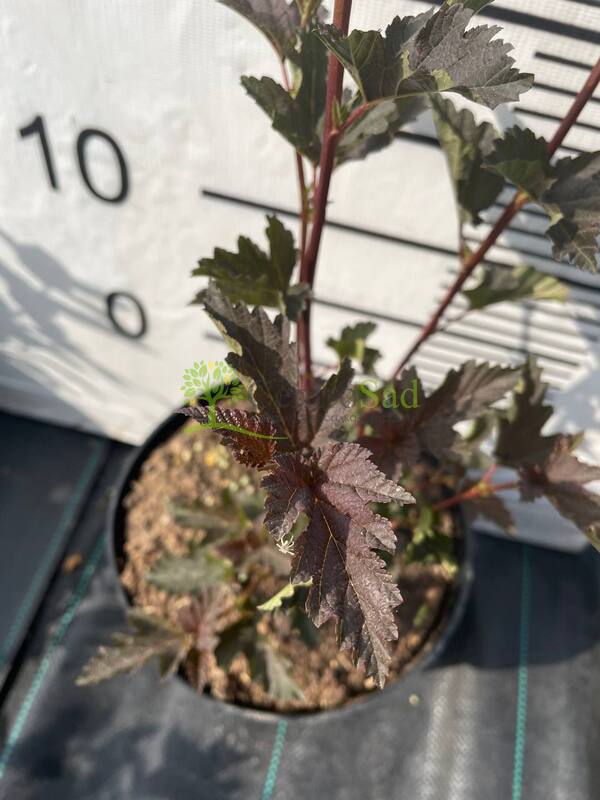 Пузыреплодник калинолистный Саммер Вайн (Summer Wine)