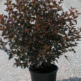 Пузыреплодник калинолистный Саммер Вайн (Summer Wine)