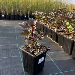 Пузыреплодник калинолистный Саммер Вайн (Summer Wine)