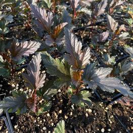 Пузыреплодник калинолистный Саммер Вайн (Summer Wine)