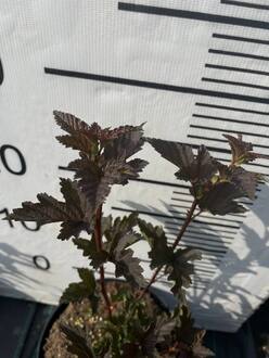 Пузыреплодник калинолистный Саммер Вайн (Summer Wine)