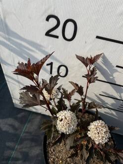 Пузыреплодник калинолистный Саммер Вайн (Summer Wine)