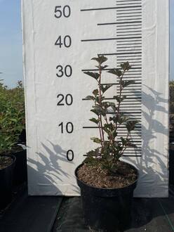 Пузыреплодник калинолистный Саммер Вайн (Summer Wine)