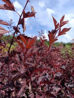 Пузыреплодник калинолистный Саммер Вайн (Summer Wine)