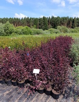 Пузыреплодник калинолистный Саммер Вайн (Summer Wine)