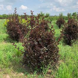 Пузыреплодник калинолистный Пурпуреа (Purpurea)