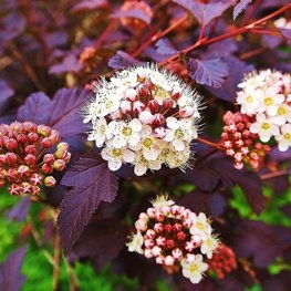 Пузыреплодник калинолистный Пурпуреа (Purpurea)