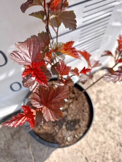 Пузыреплодник калинолистный Андре (Andrea)