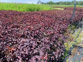 Пузыреплодник калинолистный Андре (Andrea)