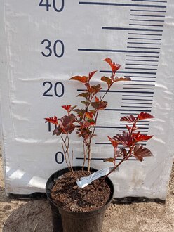 Пузыреплодник калинолистный Андре (Andrea)