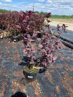 Пузыреплодник калинолистный Андре (Andrea)