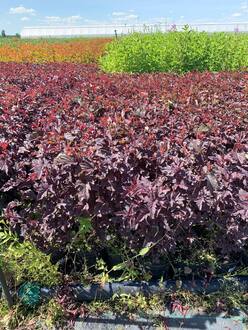 Пузыреплодник калинолистный Андре (Andrea)