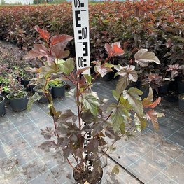 Пузыреплодник калинолистный Андре (Andrea)