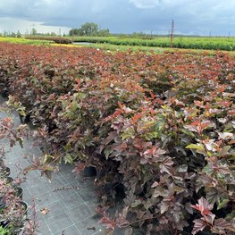 Пузыреплодник калинолистный Андре (Andrea)