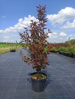 Пузыреплодник калинолистный Диабло Дор (Diabolo d`Or)