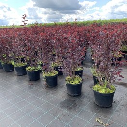 Пузыреплодник калинолистный Диабло Дор (Diabolo d`Or)