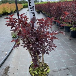 Пузыреплодник калинолистный Диабло Дор (Diabolo d`Or)