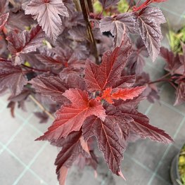 Пузыреплодник калинолистный Диабло Дор (Diabolo d`Or)