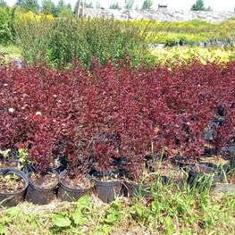 Пузыреплодник калинолистный Литтл Энжел (Little Angel)