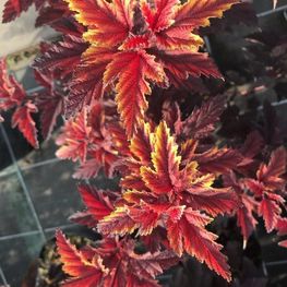 Пузыреплодник калинолистный Литтл Энжел (Little Angel)