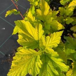 Пузыреплодник калинолистный Ангел Голд (Angel Gold)