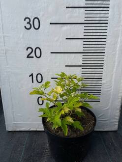 Пузыреплодник калинолистный Ангел Голд (Angel Gold)