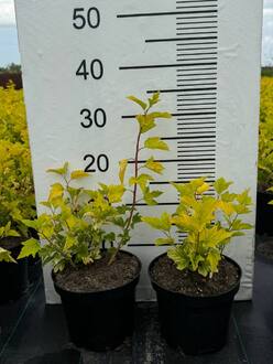 Пузыреплодник калинолистный Ангел Голд (Angel Gold)