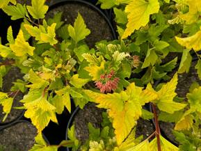 Пузыреплодник калинолистный Ангел Голд (Angel Gold)