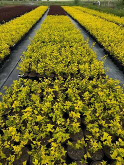 Пузыреплодник калинолистный Ангел Голд (Angel Gold)