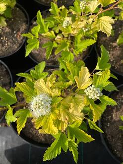 Пузыреплодник калинолистный Ангел Голд (Angel Gold)