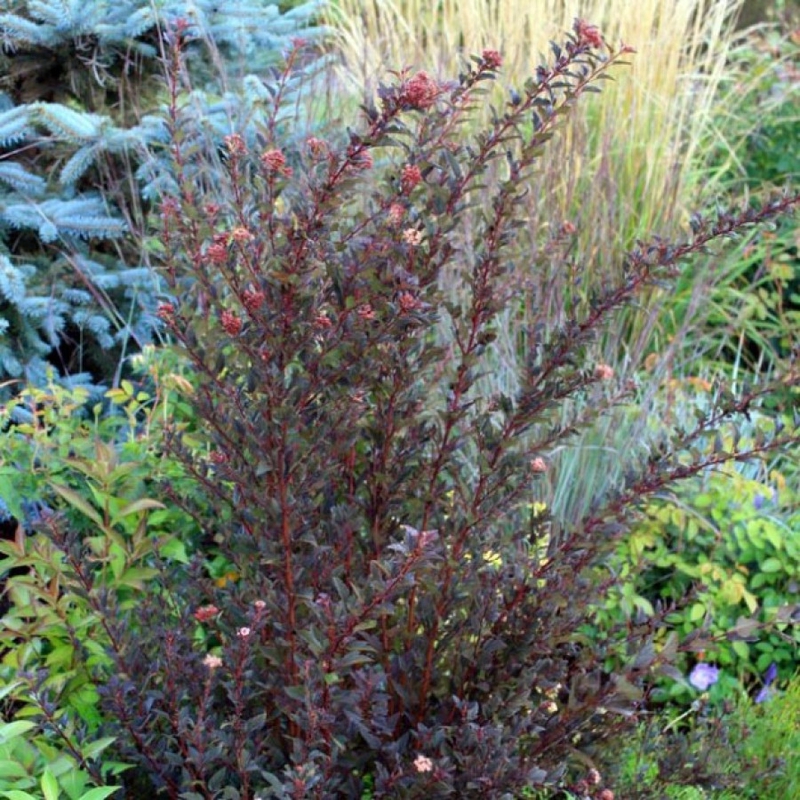 Пузыреплодник калинолистный Литтл Девил (Little Devil)