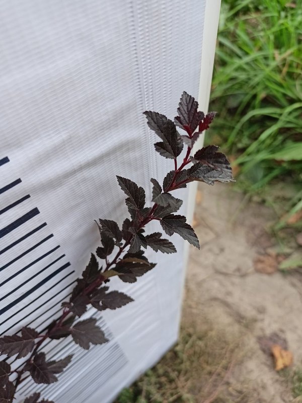 Пузыреплодник калинолистный Литтл Девил (Little Devil)