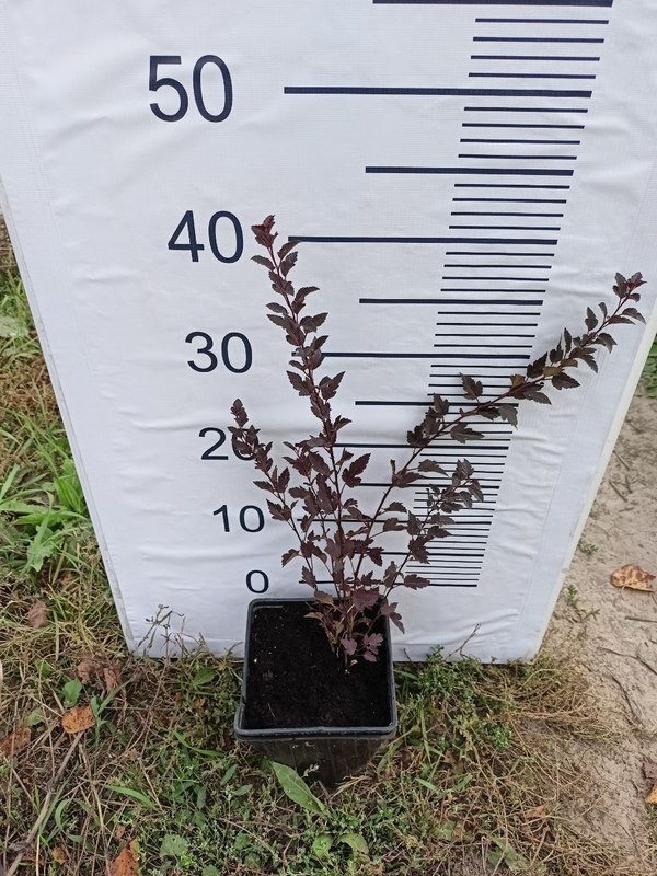 Пузыреплодник калинолистный Литтл Девил (Little Devil)