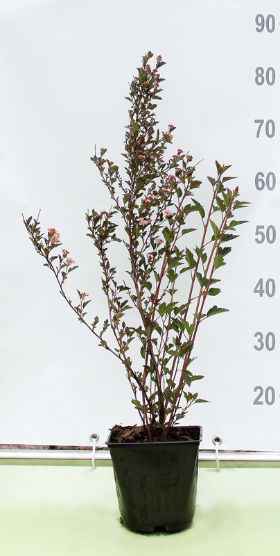 Пузыреплодник калинолистный Литтл Девил (Little Devil)