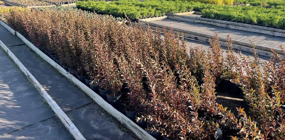 Пузыреплодник калинолистный Литтл Девил (Little Devil)