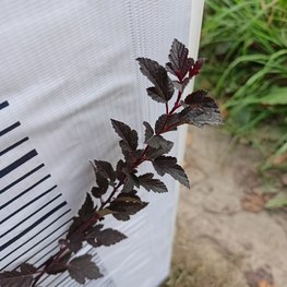 Пузыреплодник калинолистный Литтл Девил (Little Devil)