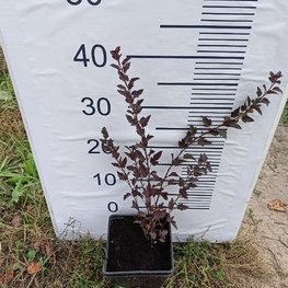 Пузыреплодник калинолистный Литтл Девил (Little Devil)