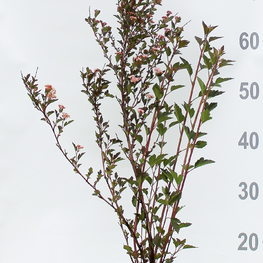 Пузыреплодник калинолистный Литтл Девил (Little Devil)