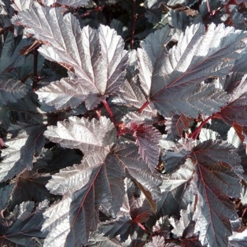 Пузыреплодник калинолистный Миднайт (Midnight)