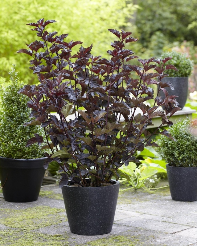 Пузыреплодник калинолистный Миднайт (Midnight)